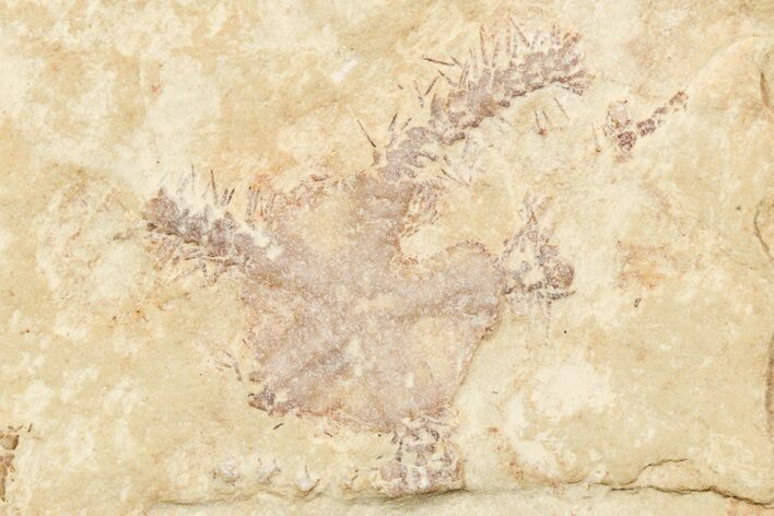 Jurassic Brittle Star Fossil - Solnhofen #244328